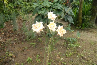DSCN1527