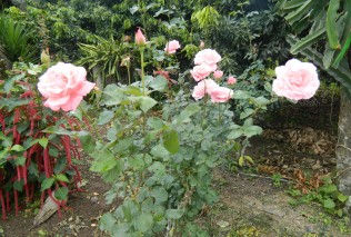 DSCN1529