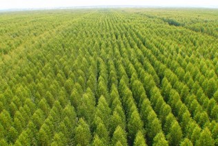plantio-de-eucalipto-ajuda-na-sustentabilidade-630x472